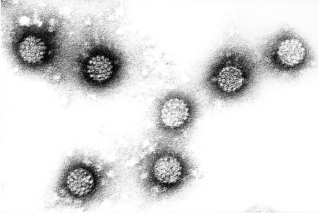 Papillomavirus njerëzor
